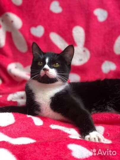 Дюма кошечка подросток