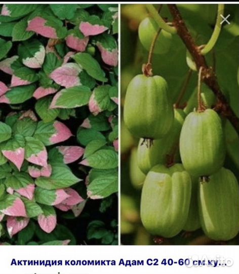 Актинидия коломикта, фундук