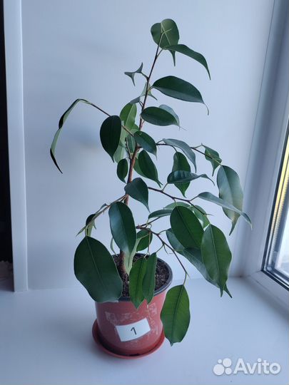 Фикус Бенджамина Даниэль