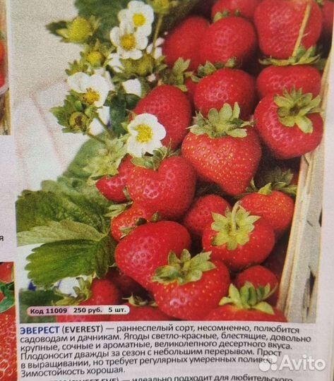 Продам кусты клубники Гора Эверест