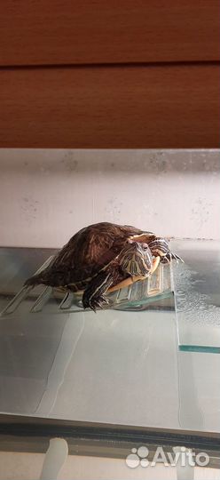 Отдам красноухую черпаху