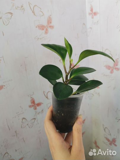 Пеперомия туполистная, растение, цветы комнатные