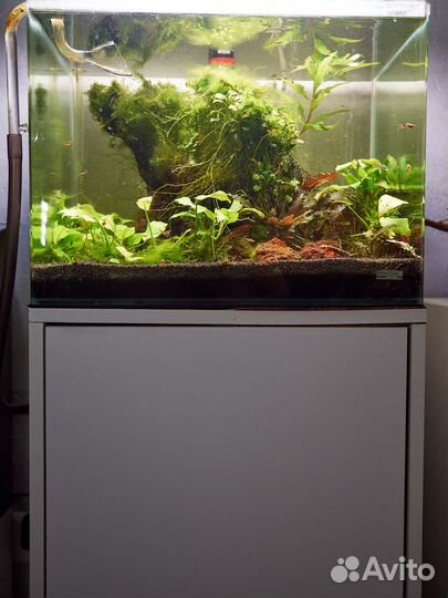 Пресноводный аквариум-травник на 55 литров