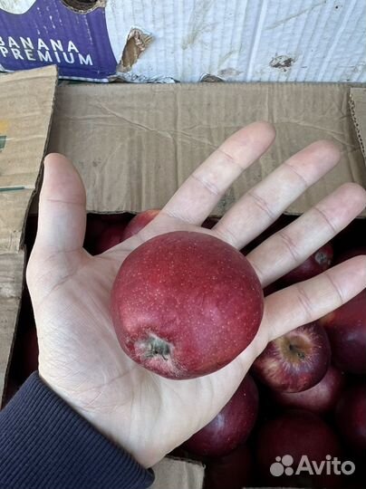 Яблоко оптом