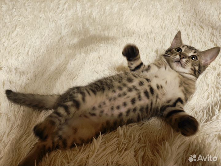 Котенок мальчик от бенгалки бесплатно в дар