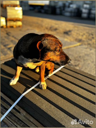 Брусчатка тротуарная плитка