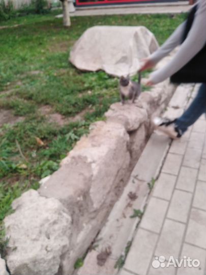 Котята в добрые руки бесплатно