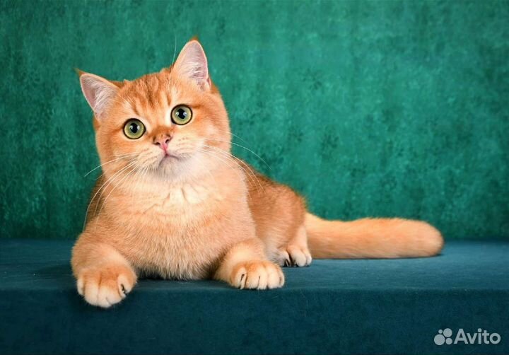 Золотой кот NY12 на вязку с документами