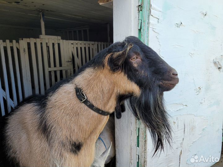 Альпийский козел