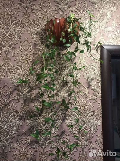 Комнатные растения цветы