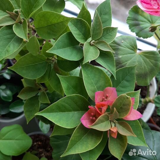 Бугенвиллея