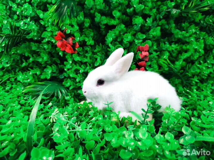 Мини Карликовый кролик - самый маленький