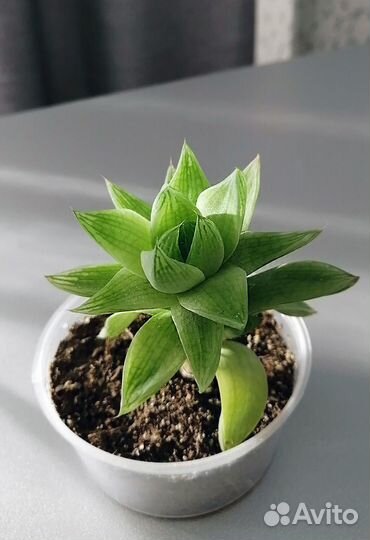 Хавортия цимбиформис. Haworthia cymbiformis