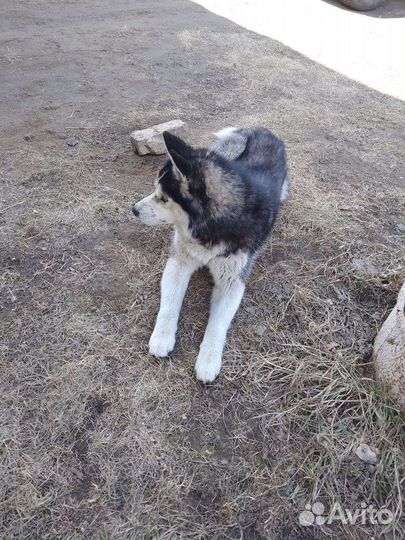 Потерялась хаски