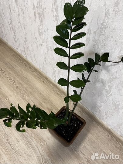 Замиокулькас