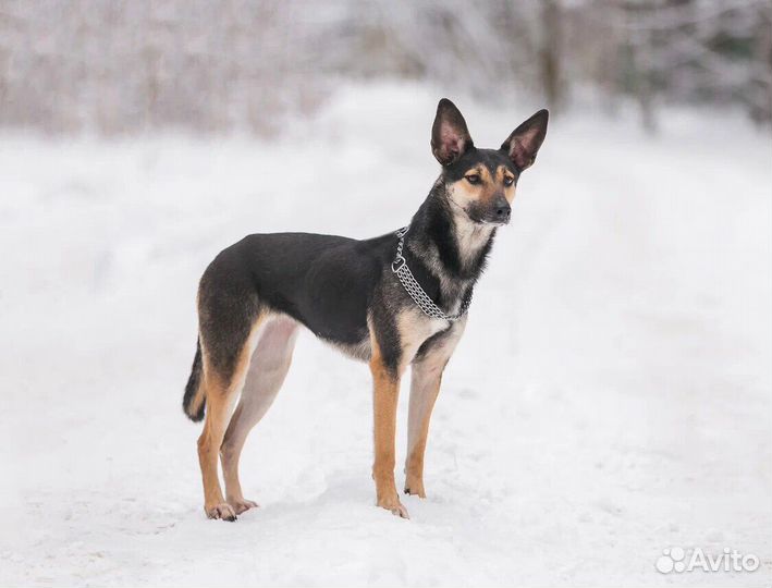 Собака Леся бесплатно в добрые руки