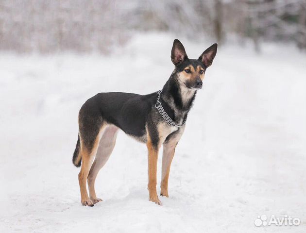 Собака Леся бесплатно в добрые руки