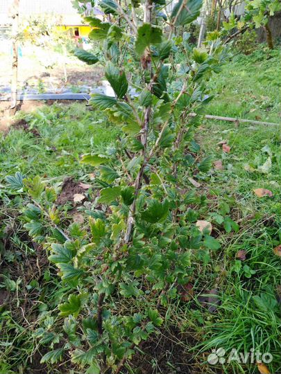 Крыжовник, ревень