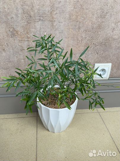 Микроцитрус Папуана Microcitrus Papuana