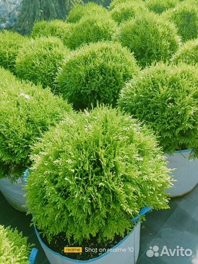 Туя шаровидная