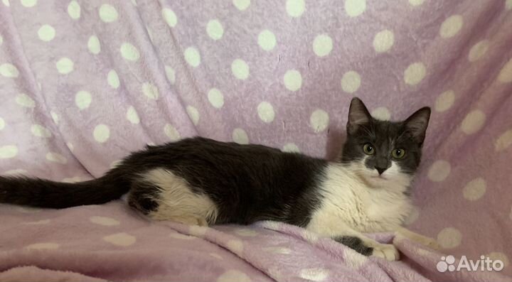 Котёнок девочка стерелизована