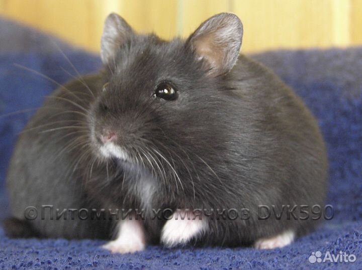 Хомячок + Новая клетка, Корм, Опилки, Доставка