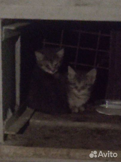 Нужен добрый хозяин для бездомных котят