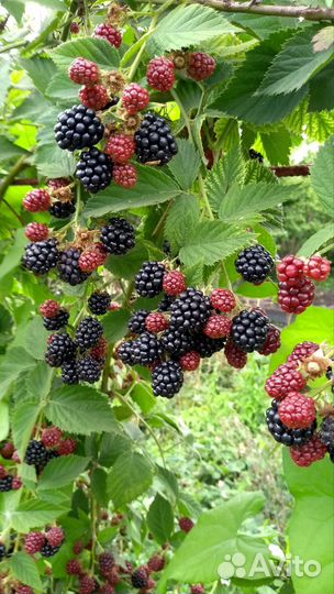 Ежевика Тонфри