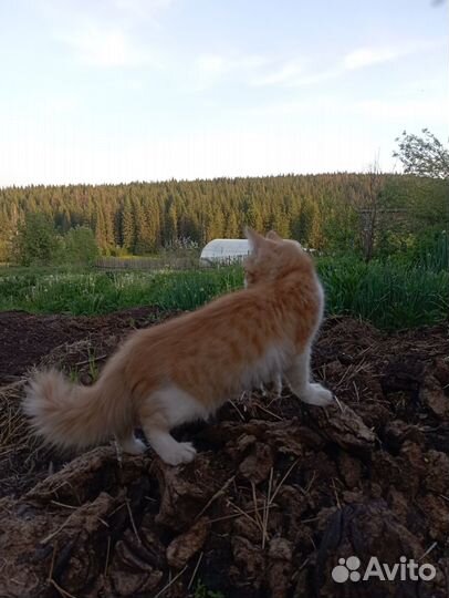 Отдам котёнка мальчик