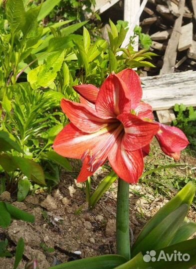 Гиппиаструм,амориллис