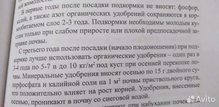 Жимолость саженцы