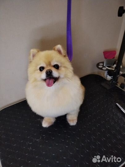 Грумер стрижка собак