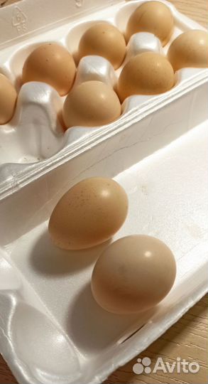 Инкуб яйцо шёлковых кур и мускусных уток, утята