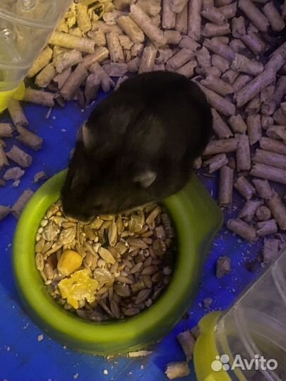 Хомяки джунгарики