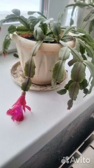 Цветок декабриста