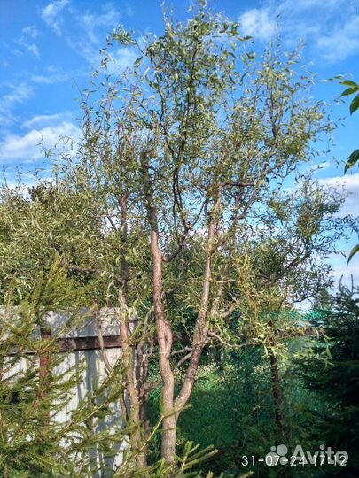 Ива Извилистая