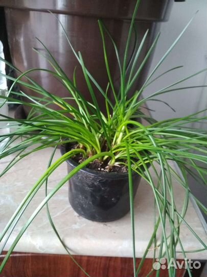 Зефирантес (выскочка)