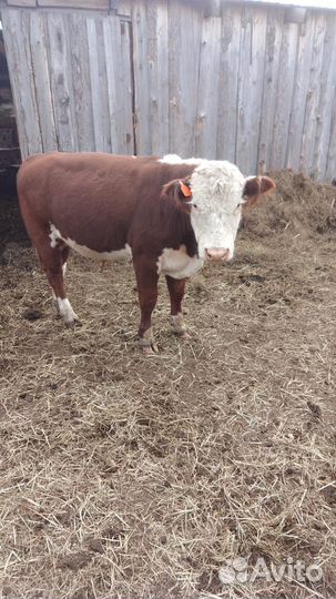 Бычки и телочки телята