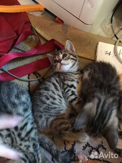 Бенгальские котята