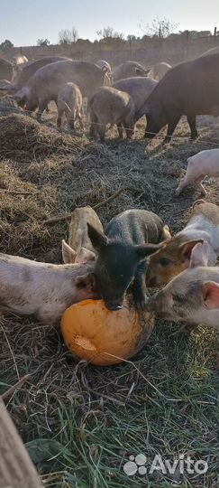 Поросята