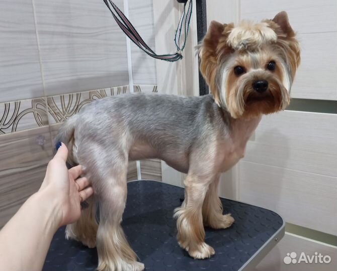 Груминг собак (стрижка собак)