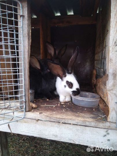 Кролики породы фландр