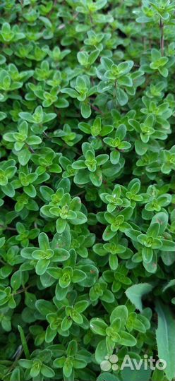 Многолетние цветы и лекарственные травы