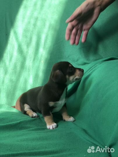 Собака-улыбака