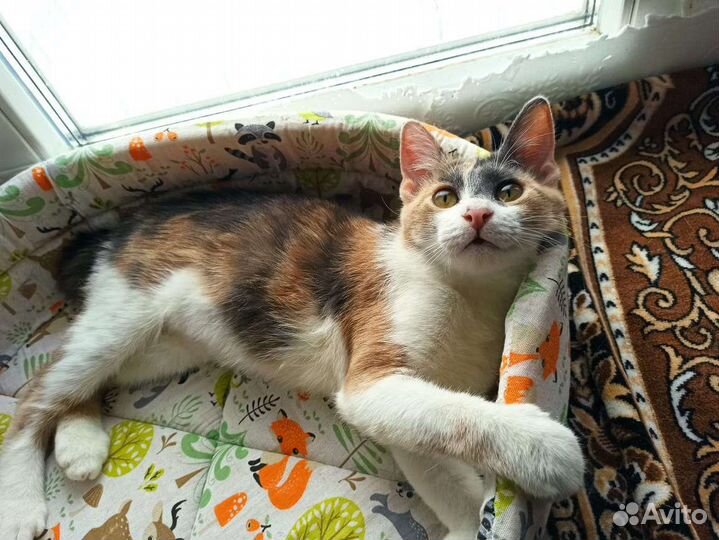 Кошка бесплатно