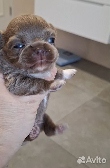 Щенки чихуахуа