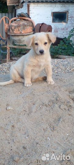 Щенки маленькой дворняжки