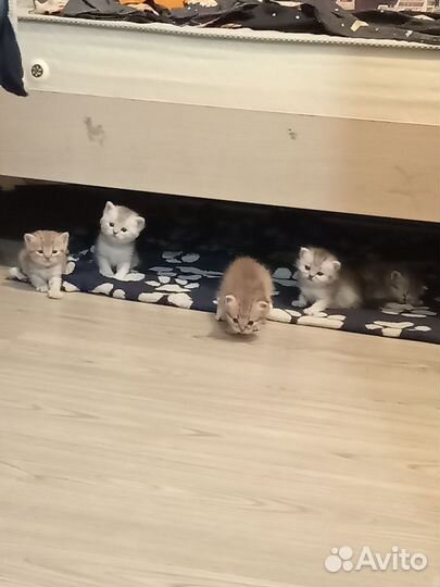 Британские котята