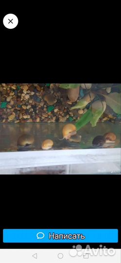 Улитки Ампулярии