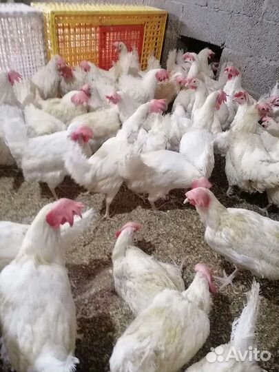 Курица - несушка